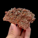 specimen video
