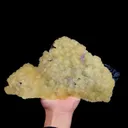 specimen video