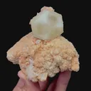 specimen video