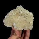specimen video