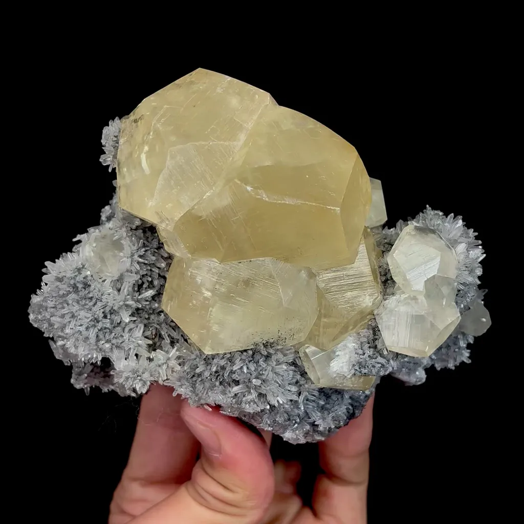 specimen video