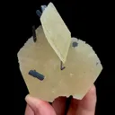 specimen video