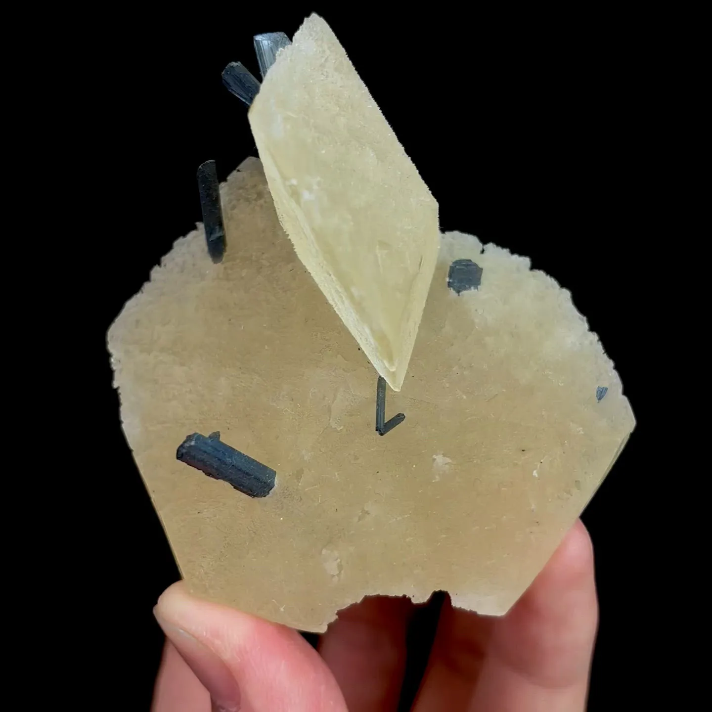 specimen video