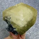 specimen video