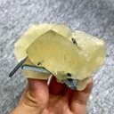specimen video