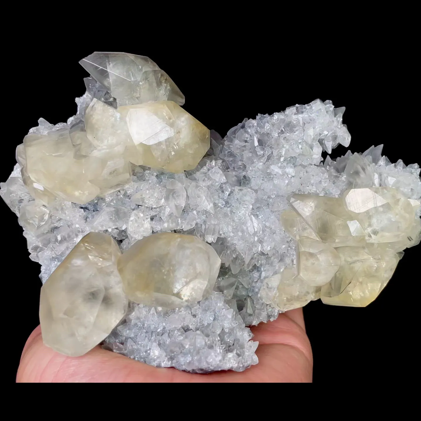 specimen video