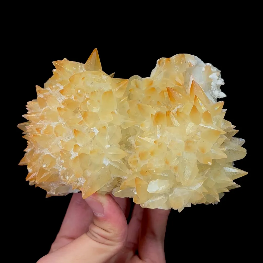 specimen video