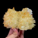 specimen video