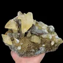 specimen video