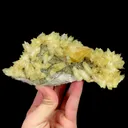 specimen video