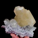 specimen video