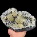 specimen video