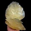 specimen video