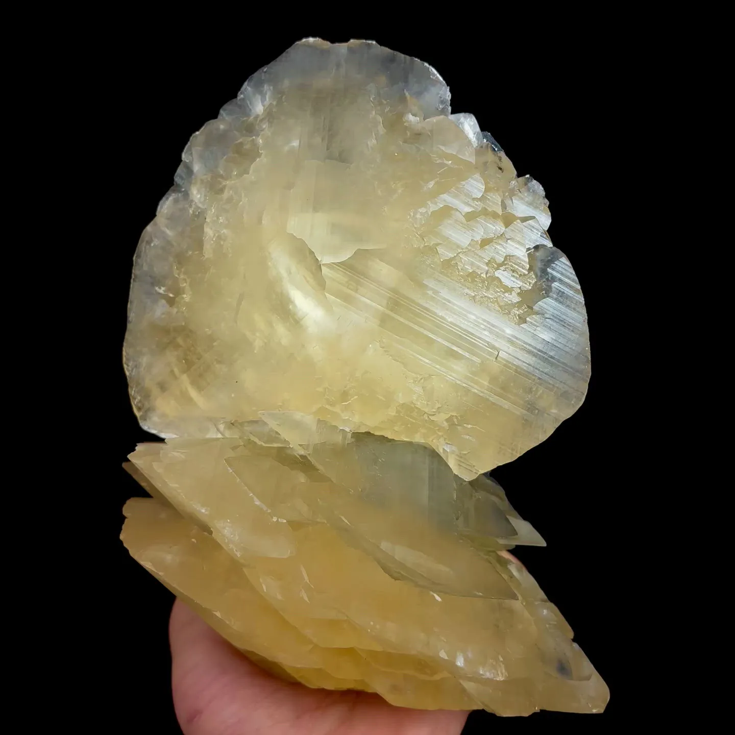 specimen video