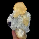 specimen video