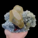 specimen video