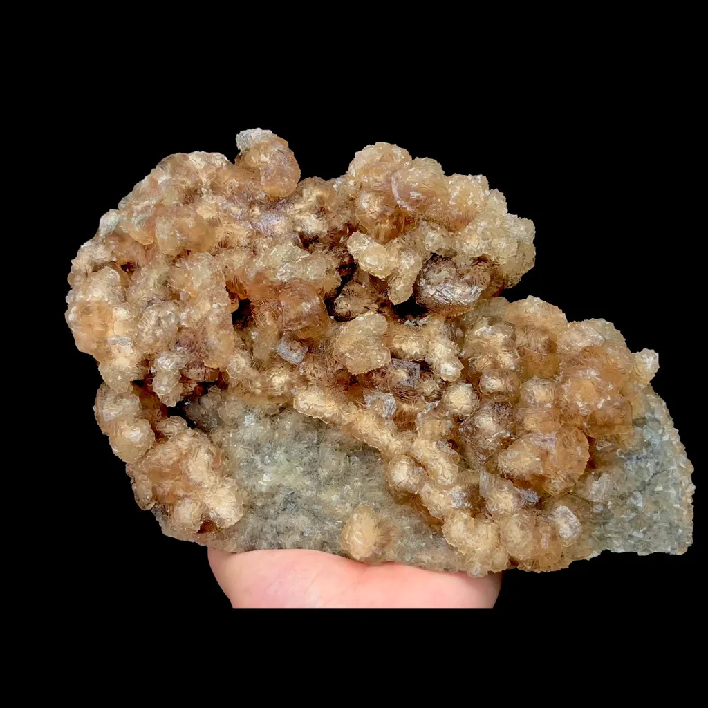 specimen video