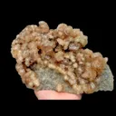 specimen video
