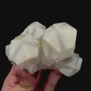 specimen video
