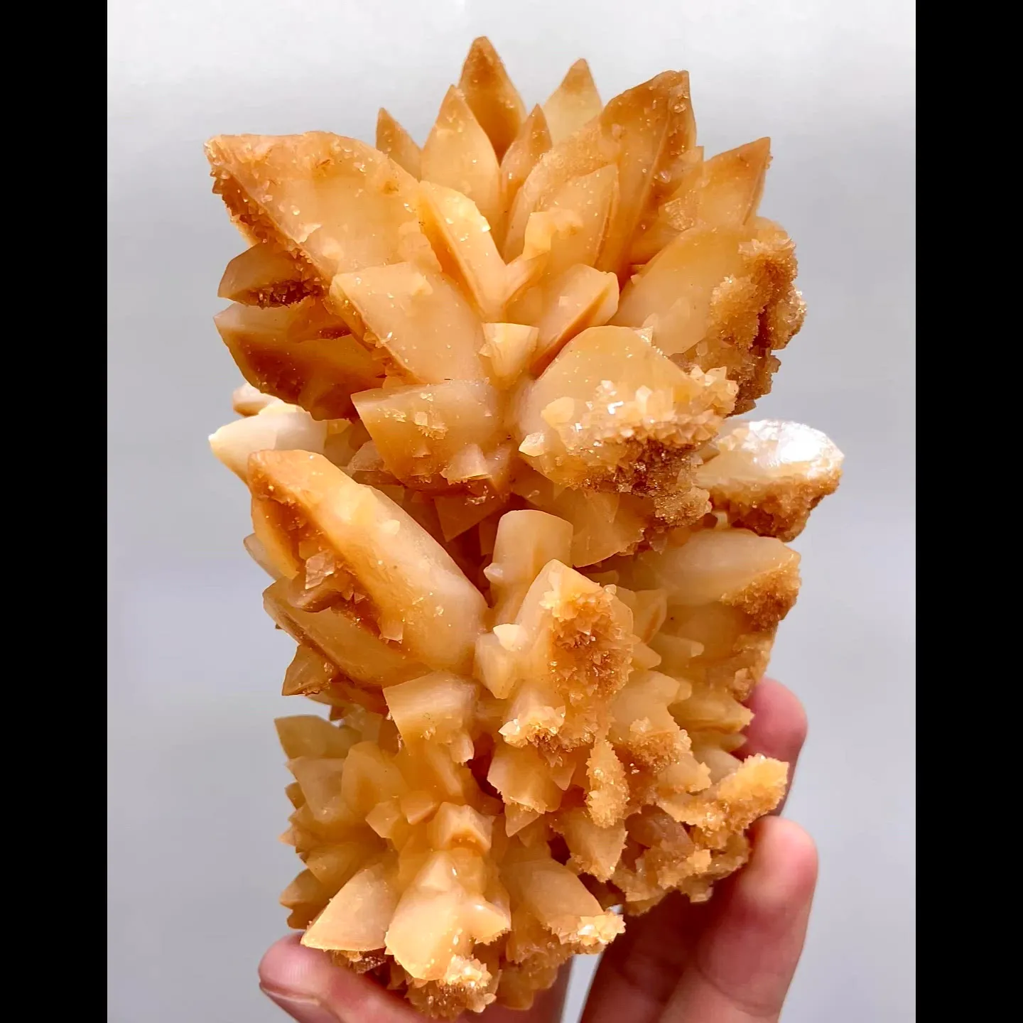 specimen video