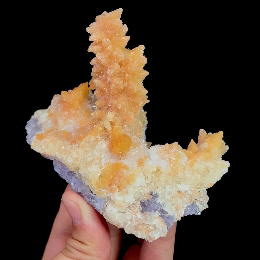 specimen video
