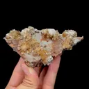 specimen video