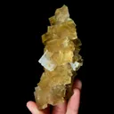 specimen video
