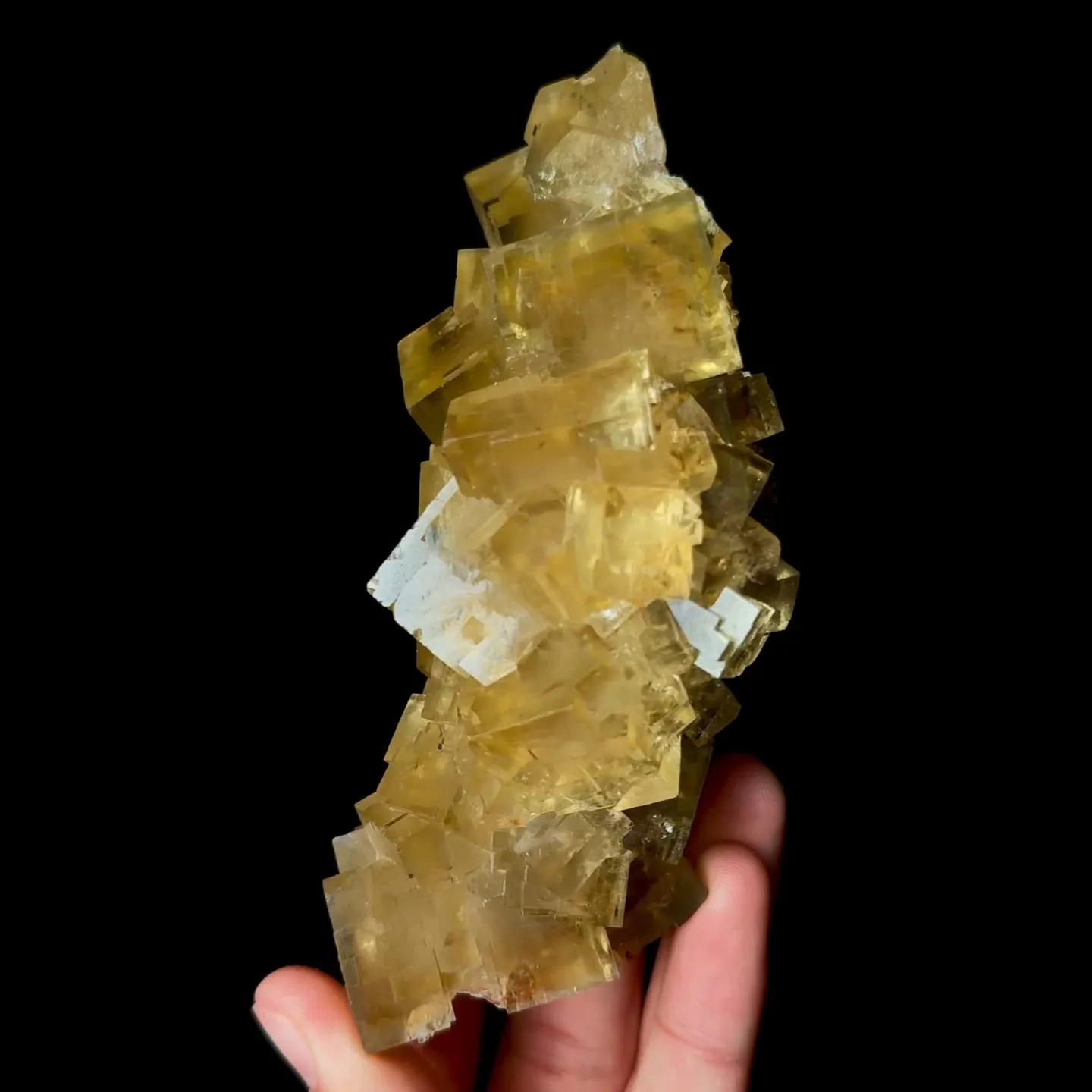 specimen video