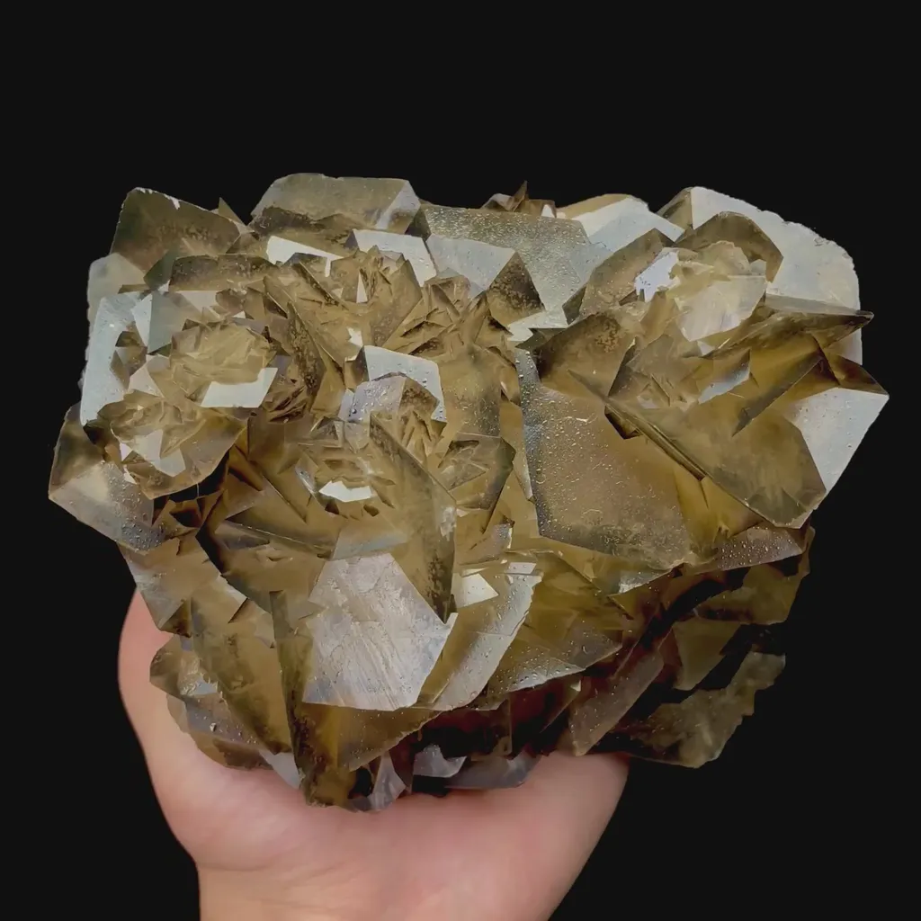 specimen video