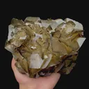 specimen video