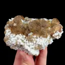 specimen video