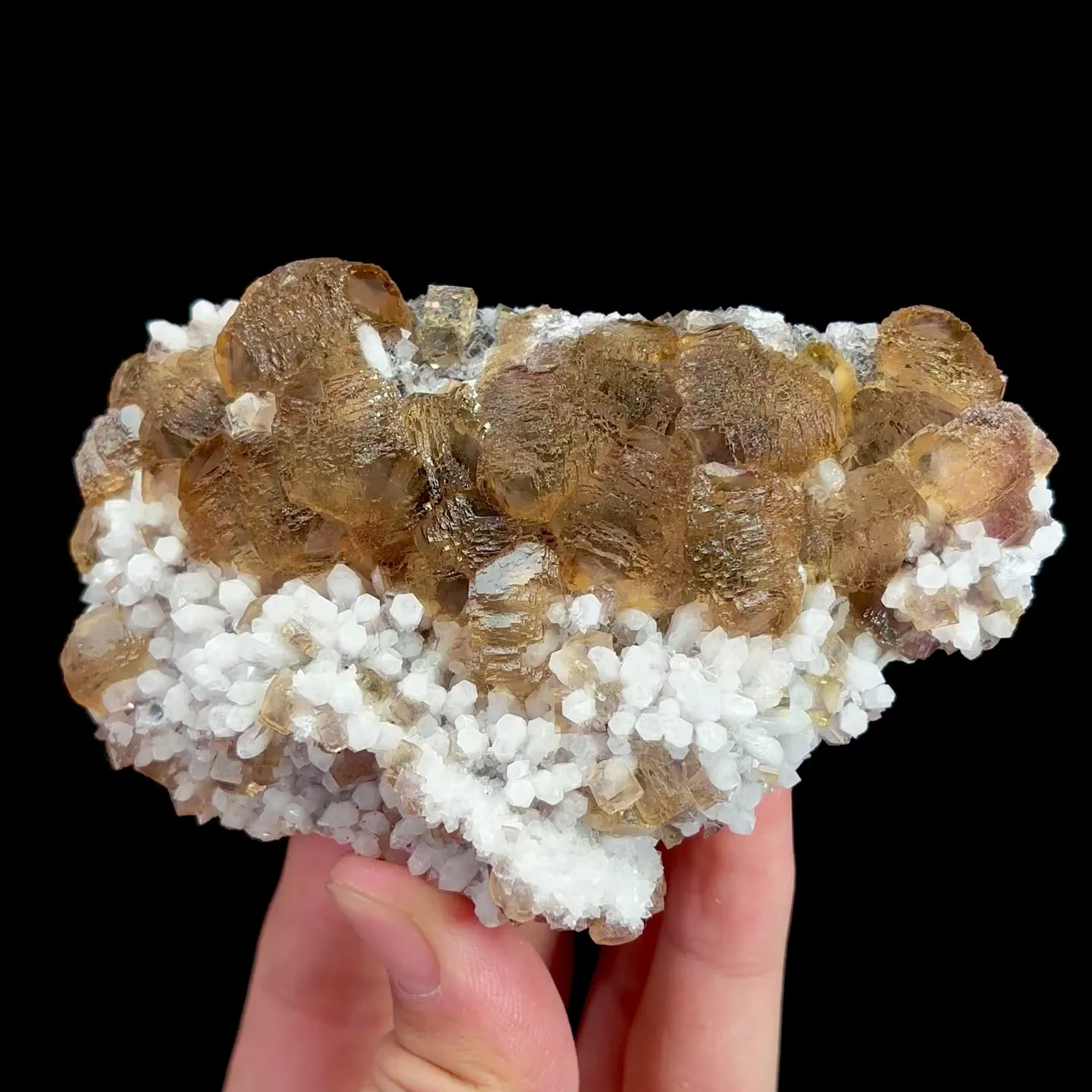 specimen video