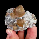 specimen video