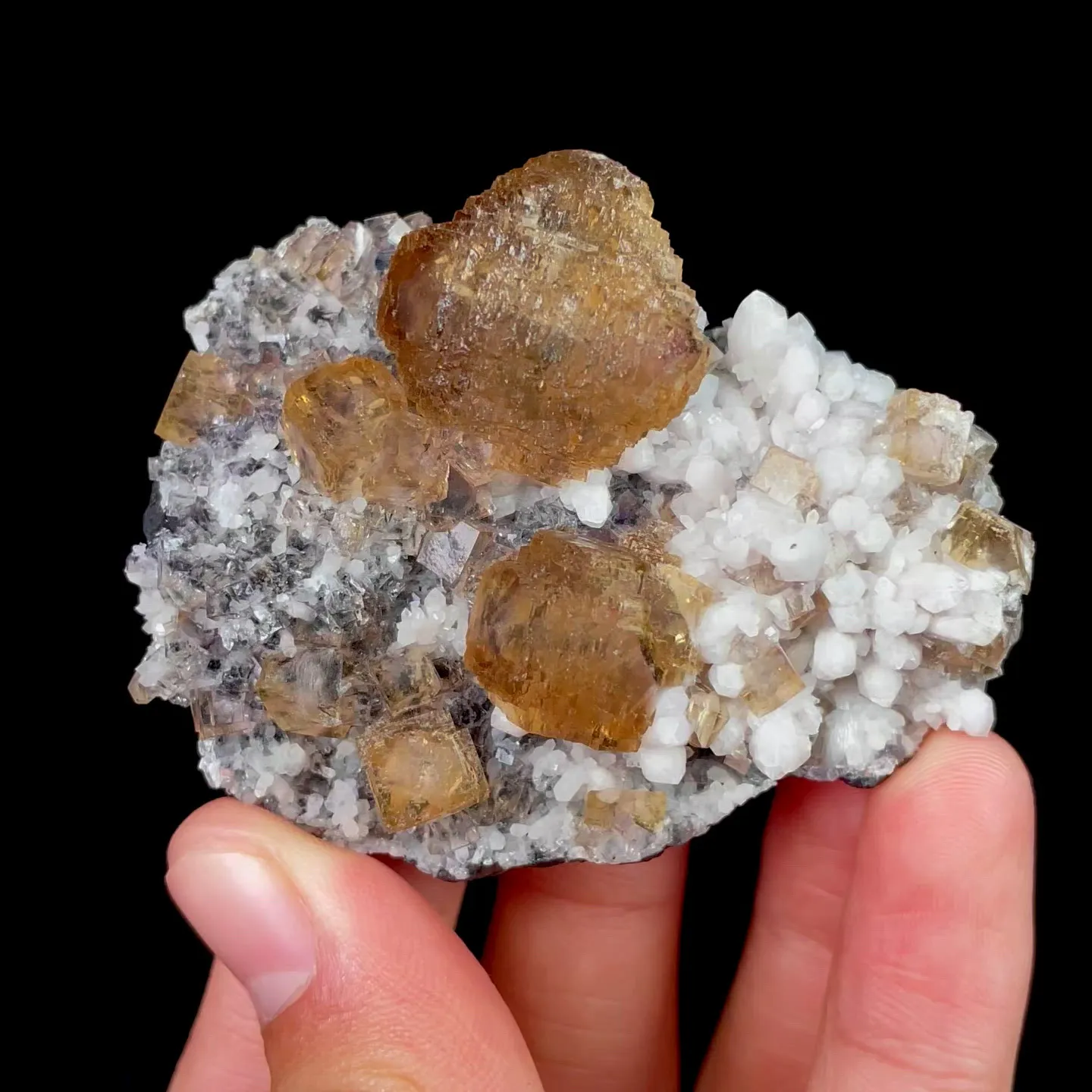 specimen video