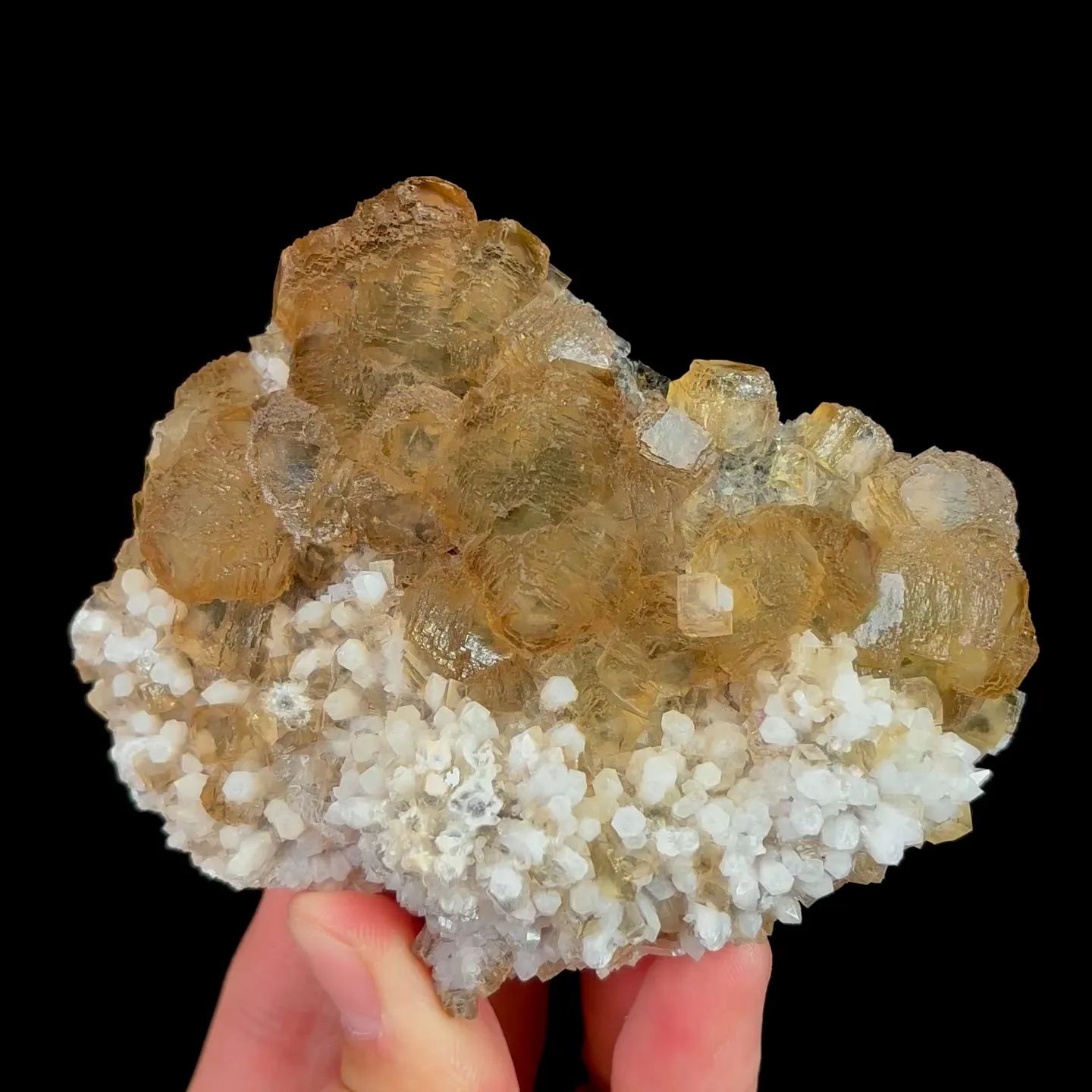 specimen video