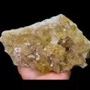 specimen video