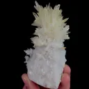 specimen video