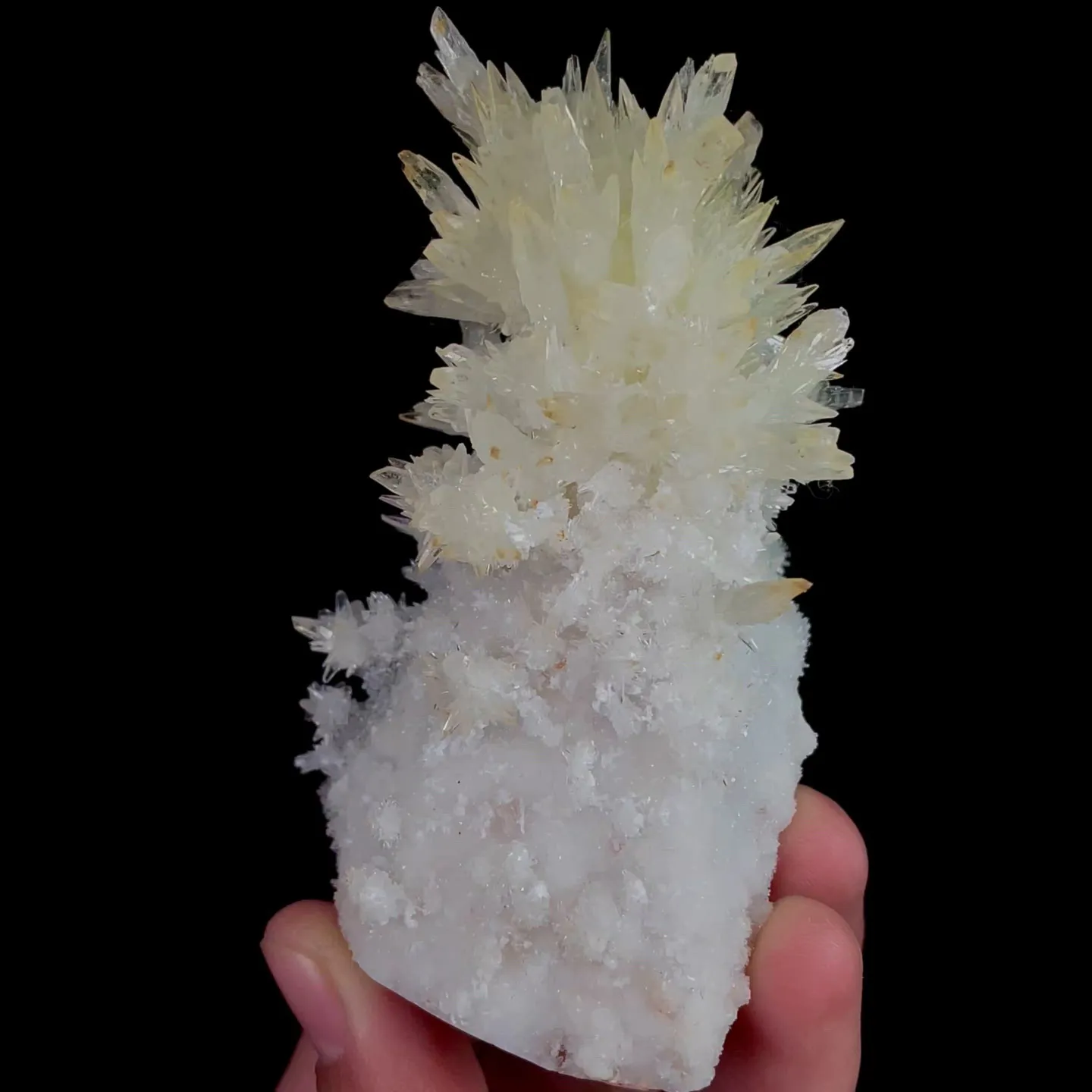 specimen video