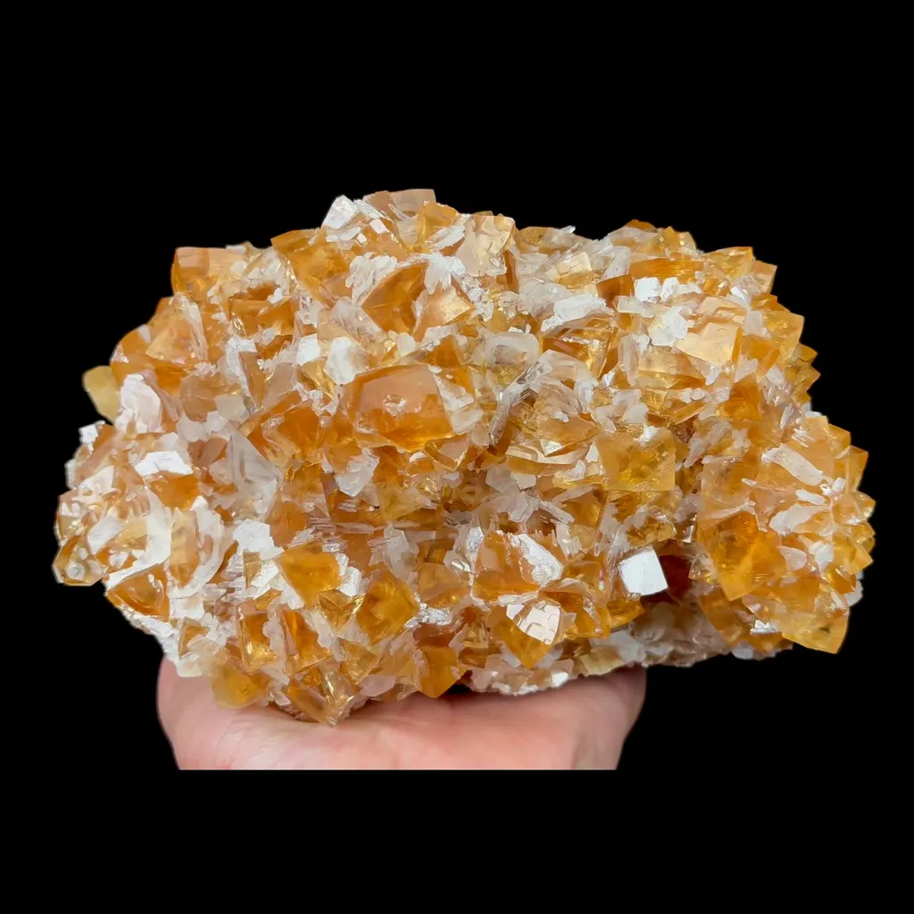 specimen video
