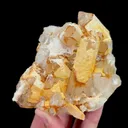 specimen video