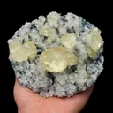 specimen video