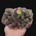 specimen video