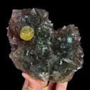 specimen video