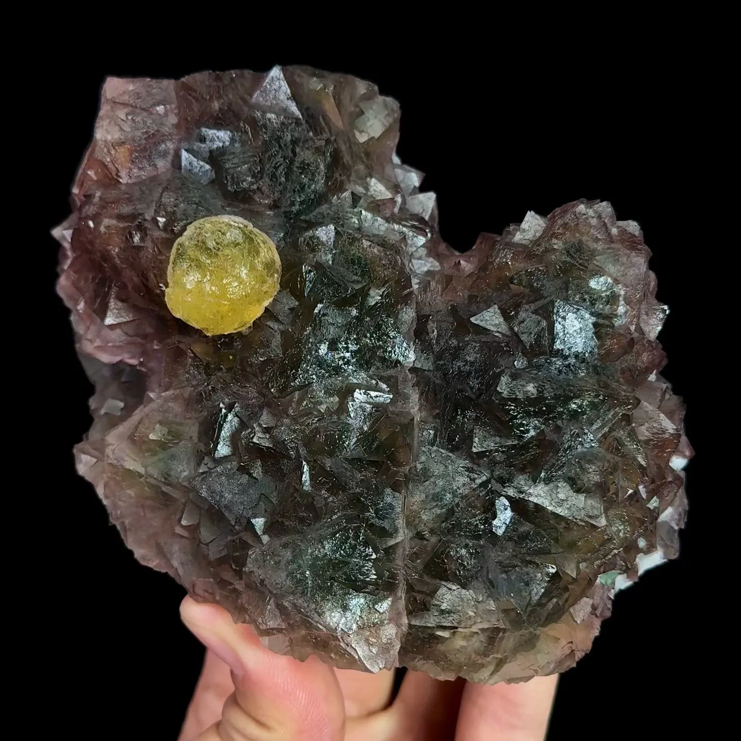 specimen video
