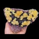 specimen video