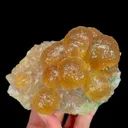 specimen video