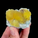specimen video