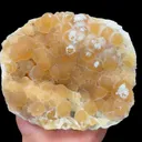 specimen video