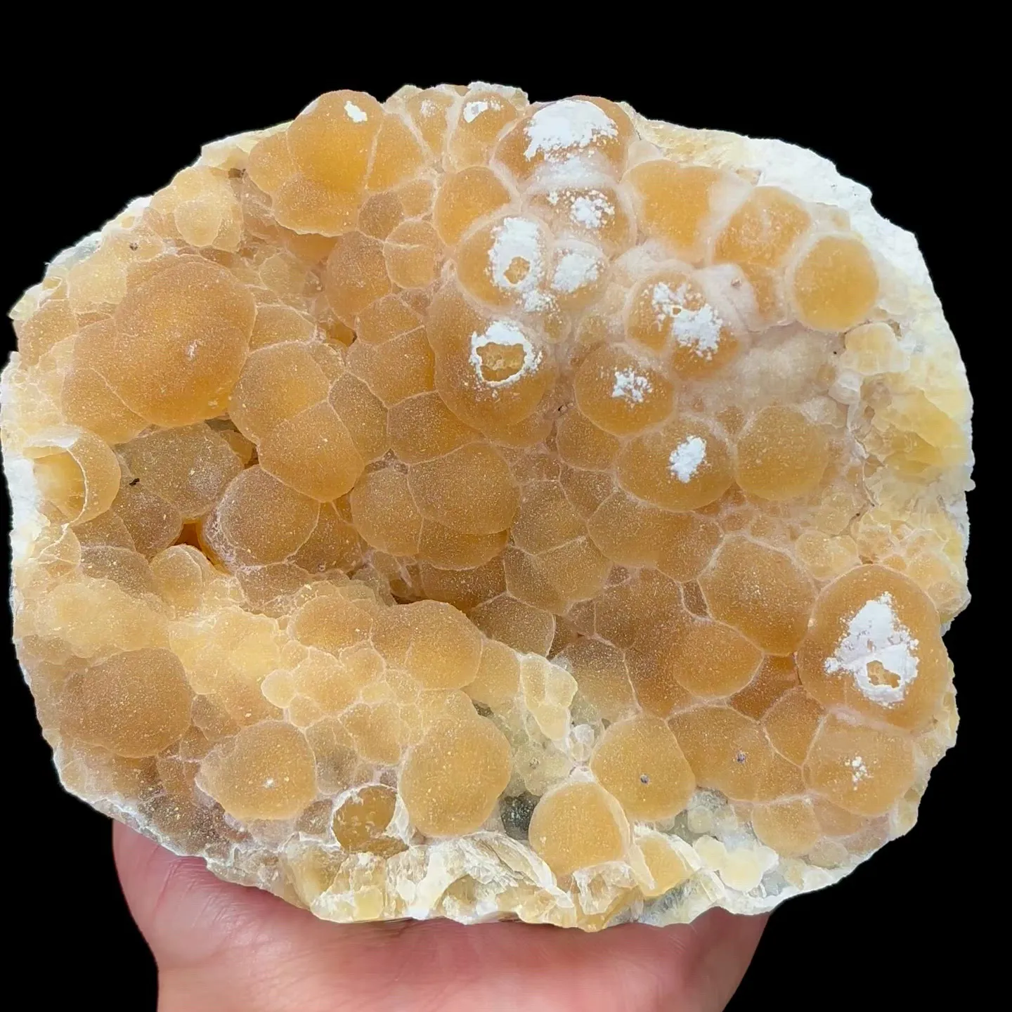 specimen video