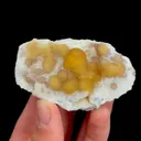 specimen video